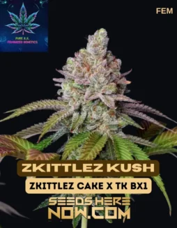 Zkittlez Kush S1 cannabis seeds (space) Feminized Hybrid by Pure XX