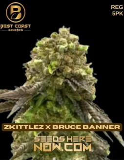 Close(space)up image of Zkittlez x Bruce Banner cannabis seeds by Best Coast Genetics