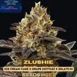 Zlushie (Feminized) - Pure XX