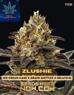 Zlushie Feminized Seeds (space) Ice Cream Cake × Grape Zkittlez × Gelato 41 Hybrid