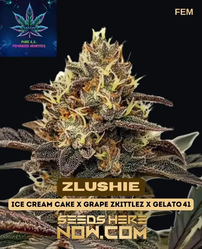 Zlushie Feminized Seeds - Ice Cream Cake × Grape Zkittlez × Gelato 41 Hybrid