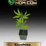 Zlushies Clones - ACC