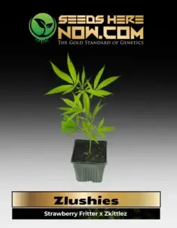 Zlushies Clones, a hybrid cannabis plant with Strawberry Fritter and Zkittlez genetics