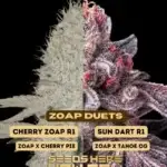 Zoap Duet (Feminized) - Ethos Genetics