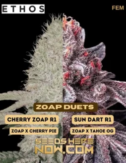 Zoap Duet Feminized Seeds (space) High THC Cherry Zoap R1 x Sun Dart R1 Hybrid