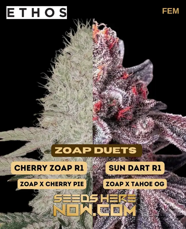 Zoap Duet Feminized Seeds - High THC Cherry Zoap R1 x Sun Dart R1 Hybrid