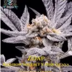 Zoap S1 (Feminized) - Elite Clone Seed Company