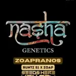 Zoapranoz (Feminized) - Nasha Genetics
