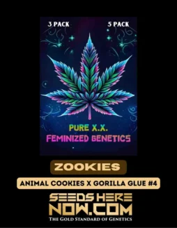Zookies S1 Feminized Seeds (space) Hybrid Strain with Earthy, Sweet Aroma