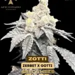 Zotti (Regular) - Aficionado Seeds