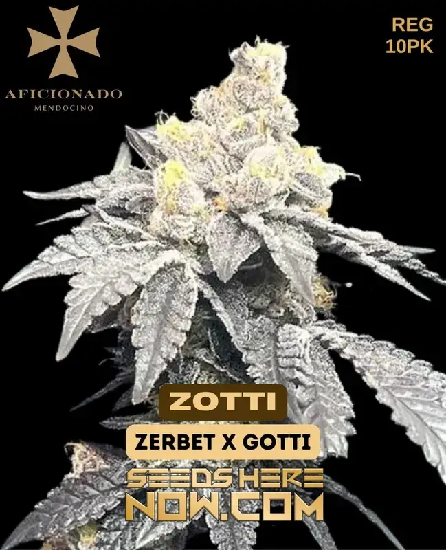 Zotti cannabis seeds by Aficionado Seeds, a blend of Zerbert and Gotti strains