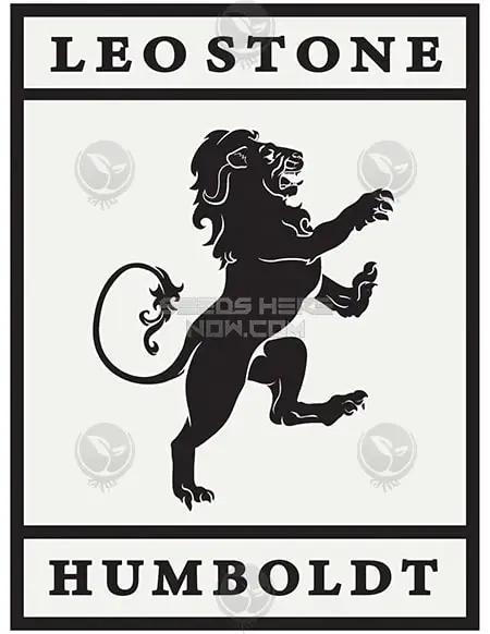 Zotti Cannabis Seeds by Leo Stone featuring Zerbert and Gotti lineage