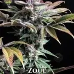 Zoul (Regular) - Trichome Jungle