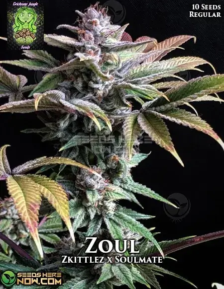 Zoul Cannabis Seeds by Trichome Jungle - Zkittlez x Soulmate Hybrid