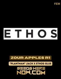Image of Zour Apples R1 Cannabis Seeds pack by Ethos Genetics