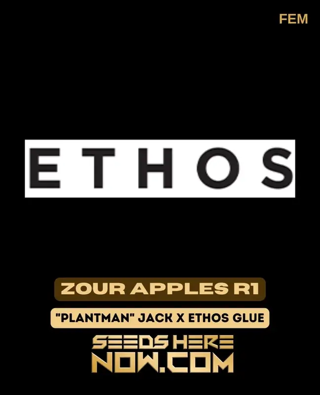 Image of Zour Apples R1 Cannabis Seeds pack by Ethos Genetics