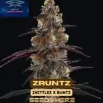 ZRuntz (Feminized) - Pure XX