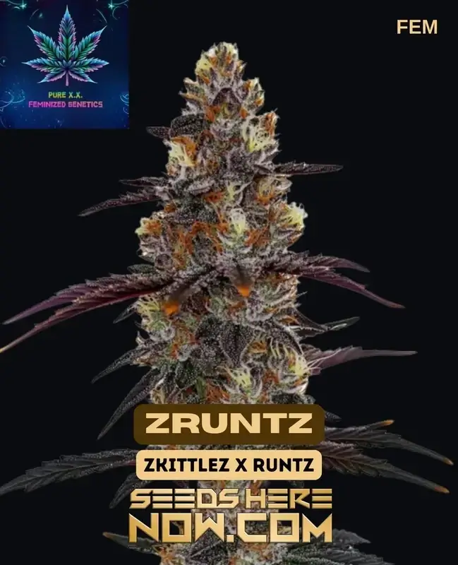 Compact and resin-rich ZRuntz (Feminized) cannabis plant by Dr. Blaze