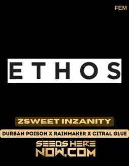 Zsweet Inzanity feminized cannabis seeds by Ethos Genetics, featuring a blend of Durban Poison, Rainmaker, and Citral Glue