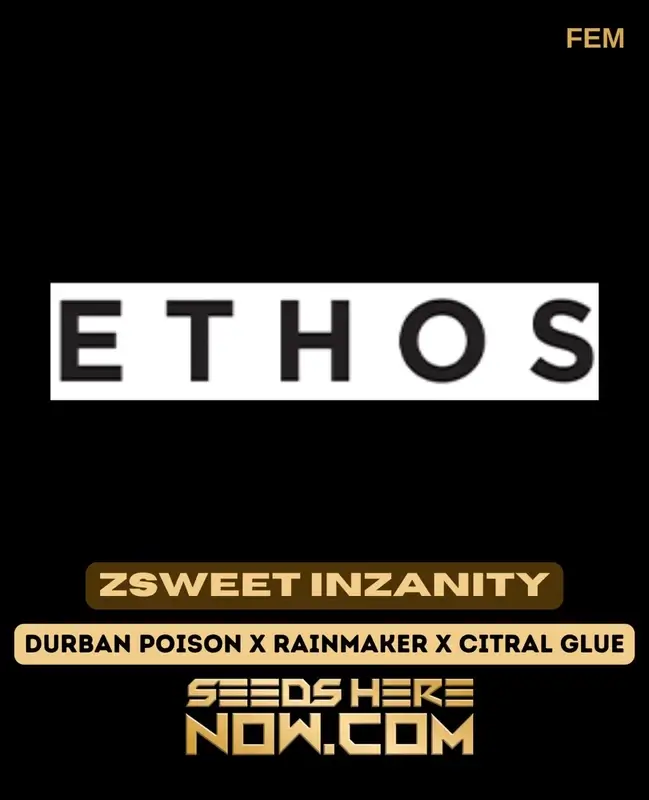 Zsweet Inzanity feminized cannabis seeds by Ethos Genetics, featuring a blend of Durban Poison, Rainmaker, and Citral Glue
