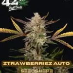 Ztrawberriez (Autoflower) - Fast Buds