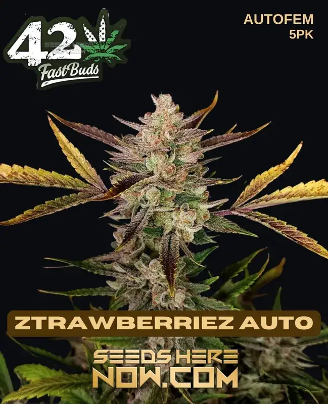 Image of Ztrawberriez Auto cannabis seeds, a hybrid autoflower strain with high THC