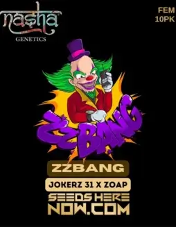 ZZBang Feminized Seeds (space) Hybrid Cannabis by Nasha Genetics