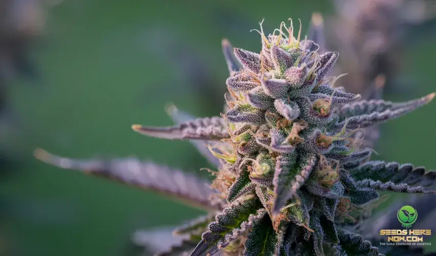 Photo of purple Weed 
