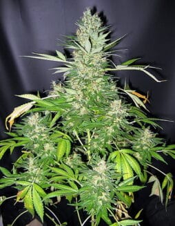 Master Kush x Skunk Regular Seeds (space) 18