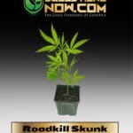 Roadkill Skunk Clones - ACC
