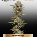 Moon Fog (Feminized) - Humboldt Seed Company