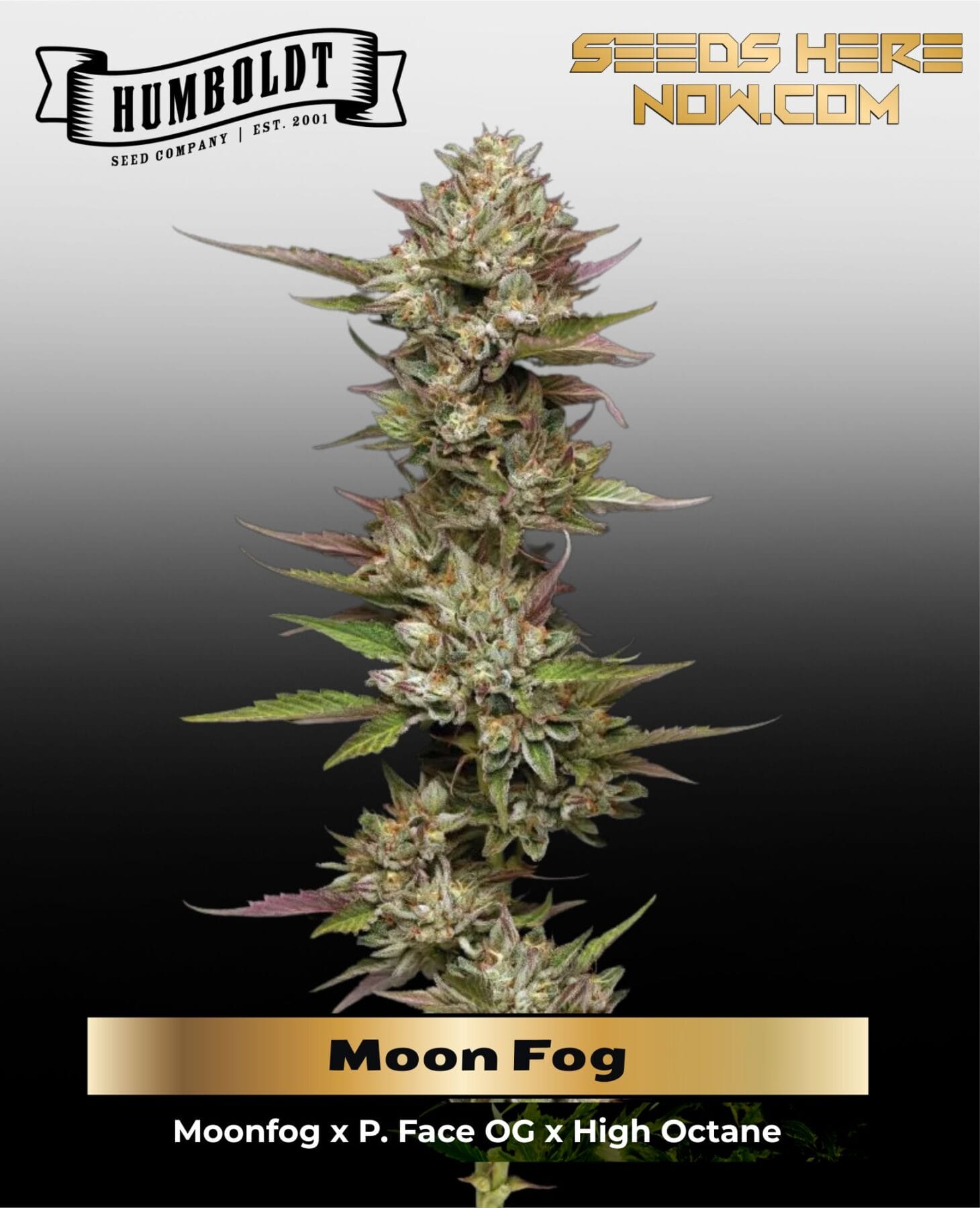 Moon Fog (Feminized) - Humboldt Seed Company