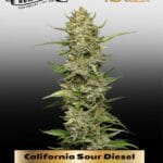 California Sour Diesel (Feminized) - Humboldt Seed Company