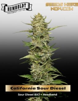 California Sour Diesel (Feminized) (space) Humboldt Seed Company