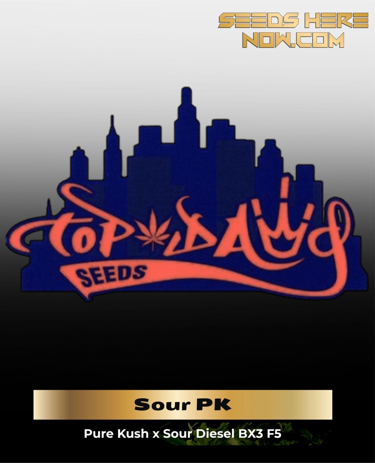 Sour PK (Regular Seeds) – Top Dawg Seeds