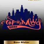 Sour Sister (Regular) - Top Dawg Seeds