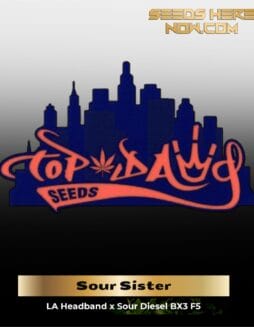 Sour Sister (Regular) (space) Top Dawg Seeds