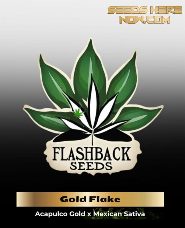 Gold Flake (Feminized) - Flashback Seeds