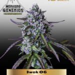 3wok OG (Autoflower) - Mephisto Genetics