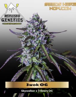 3wok OG (Autoflower) (space) Mephisto Genetics