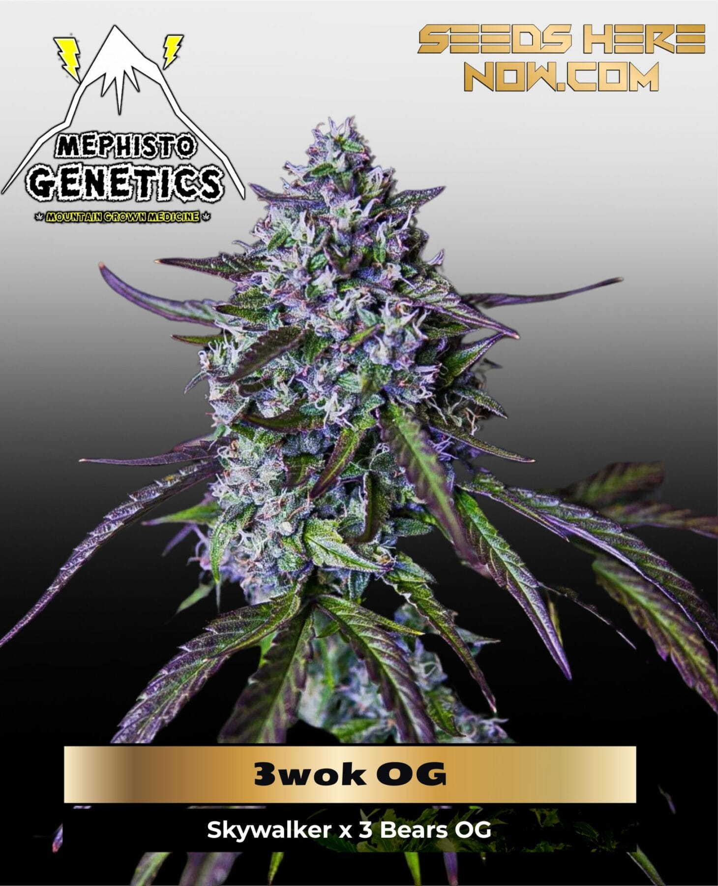 3wok OG (Autoflower) - Mephisto Genetics