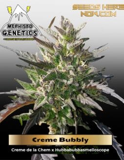 Creme Bubbly (Autoflower) (space) Mephisto Genetics