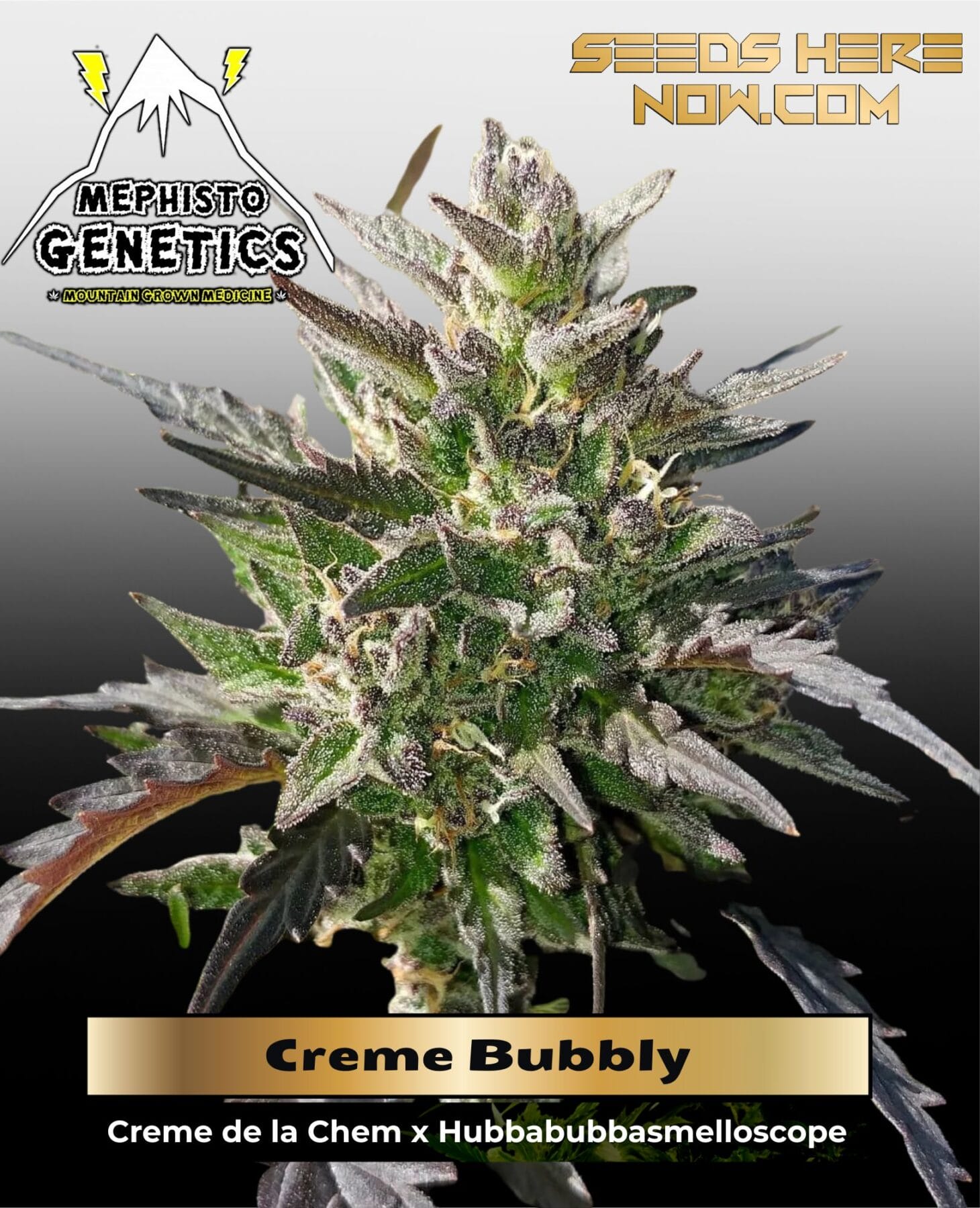 Creme Bubbly (Autoflower) - Mephisto Genetics