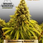 Heisenberg Special (Autoflower) - Mephisto Genetics