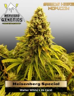 Heisenberg Special (Autoflower) (space) Mephisto Genetics