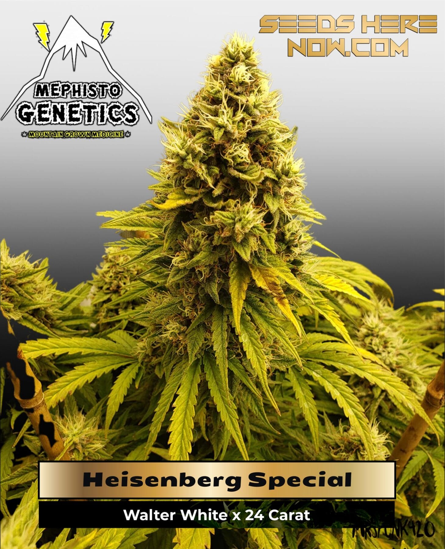 Heisenberg Special (Autoflower) - Mephisto Genetics