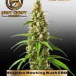 Stephen Hawking Kush CBD (Regular) - Best Coast Genetics