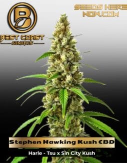 Stephen Hawking Kush CBD (Regular) (space) Best Coast Genetics