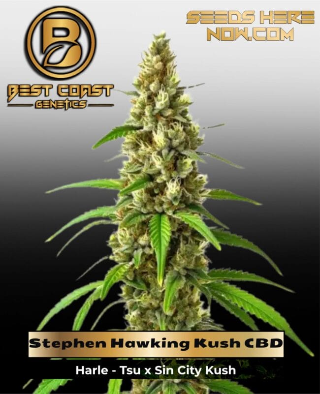 Stephen Hawking Kush CBD (Regular) - Best Coast Genetics