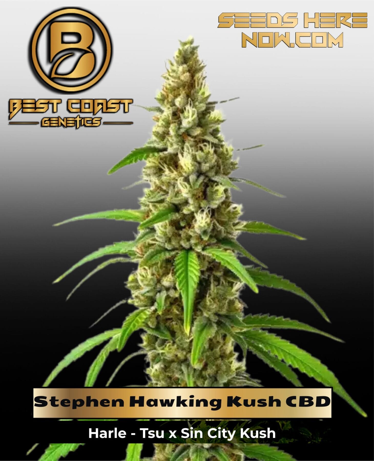 Stephen Hawking Kush CBD (Regular) - Best Coast Genetics